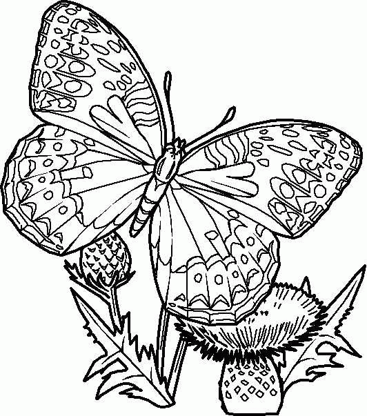 Schmetterling Malvorlagen